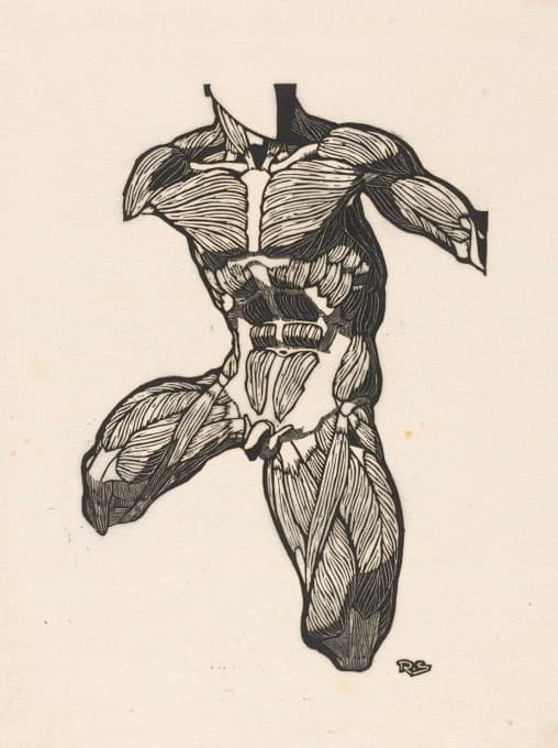 Reijer Stolk - Anatomical study of the neck, abdominal and thigh muscles of a man