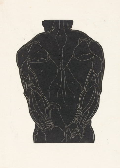 Reijer Stolk - Anatomische studie van de rugspieren van een man in silhouet