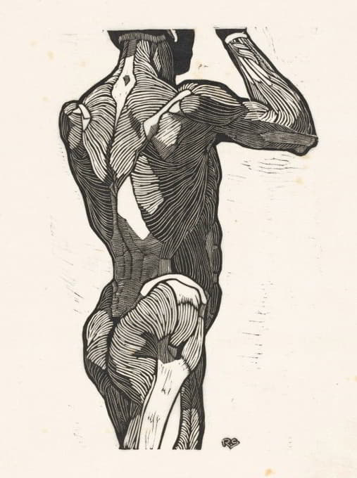 男性背部和背部肌肉的解剖学研究