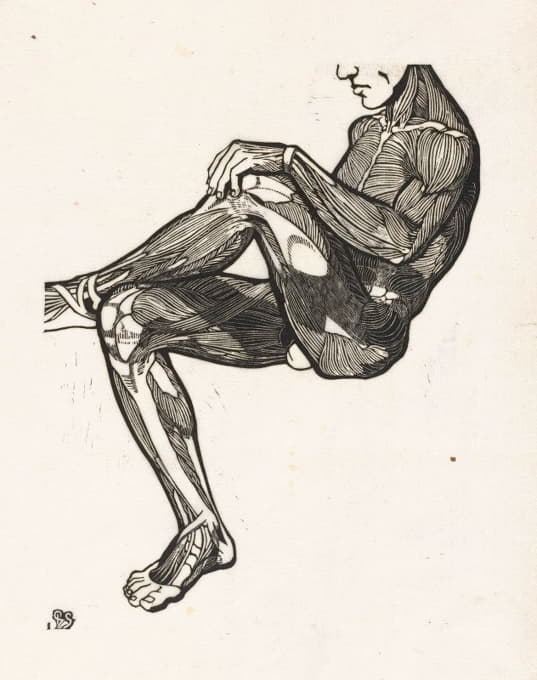 男子腿部和手臂肌肉的解剖学研究