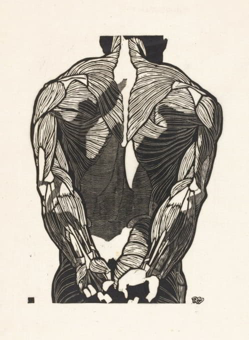 男子背部肌肉的解剖学研究