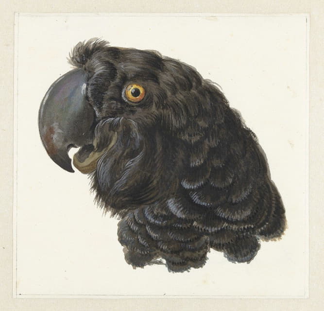 Aert Schouman - Head of a Cockatoo