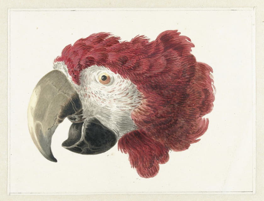 Aert Schouman - Head of a Macaw