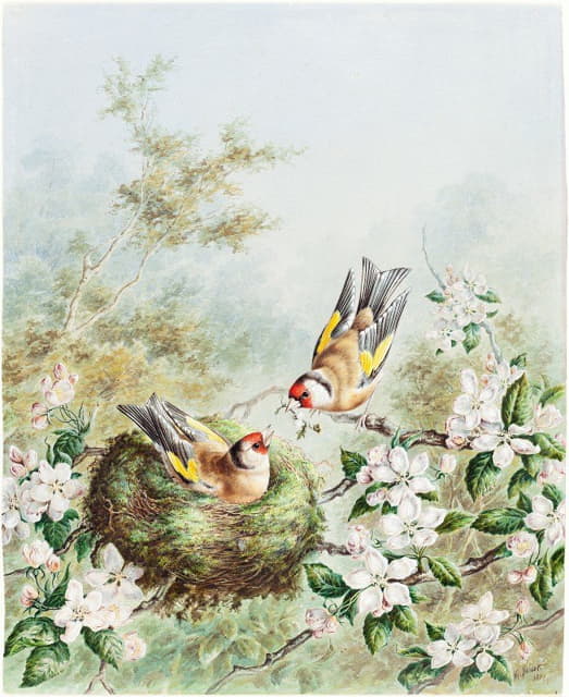 金雀和它们在苹果树上的巢