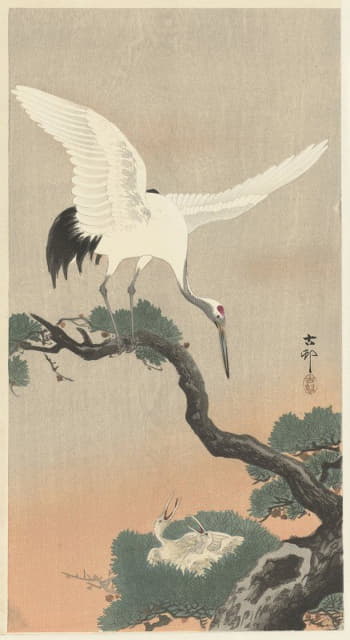 松枝上的日本普通鹤