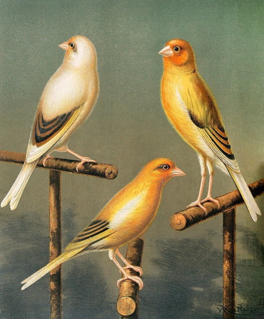 金翅雀和金丝雀骡子，有斑点和杂色