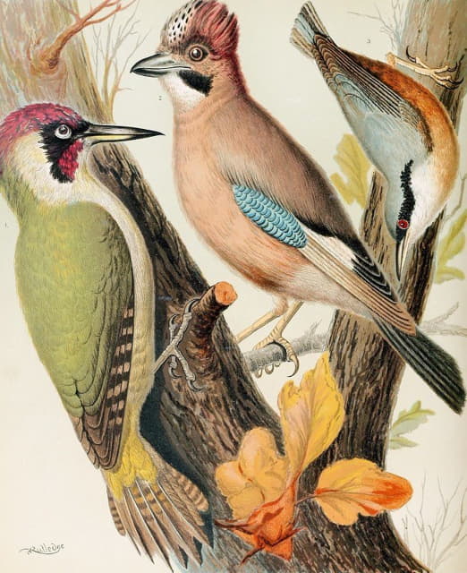 绿啄木鸟，杰伊，海雀