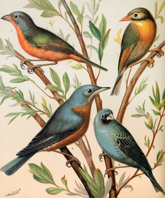 W. A . Blakston - Nonpareil Finch, Pekin Nightingale, Common Blue Bird, Indigo Bird