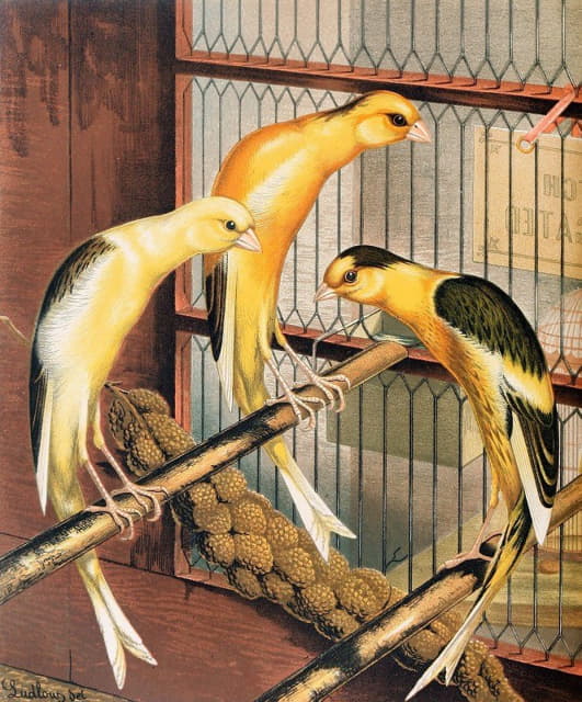 W. A . Blakston - Scotch Fancy Canaries, Piebald