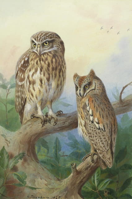 Archibald Thorburn - Little Owl And Scops Owl