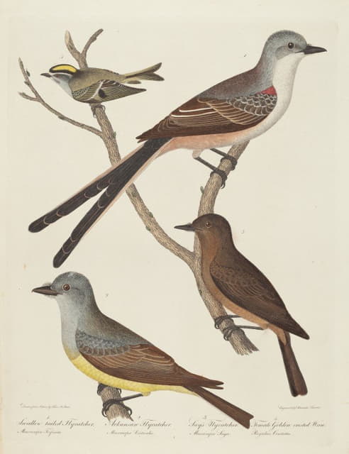 Alexander Lawson - Swallow-tailed Flycatcher, Arkansas Flycatcher, Say’s Flycatcher, and Female Golden-crested Wren