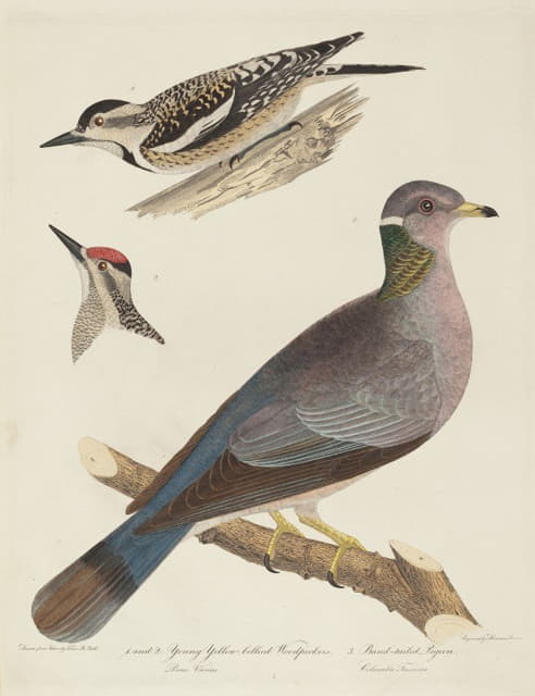 幼年黄腹啄木鸟和带尾鸽