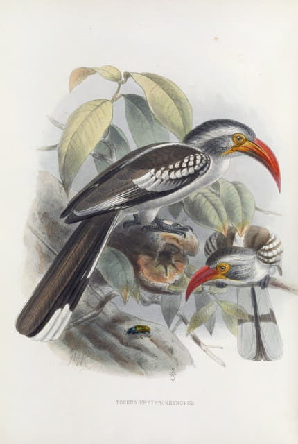 Daniel Giraud Elliot - Tockus erythrorhynchus