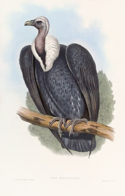 John Gould - Bengal Vulture