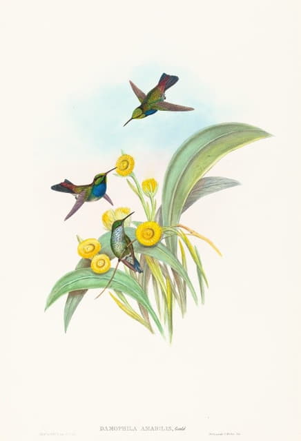 蓝胸蜂鸟
