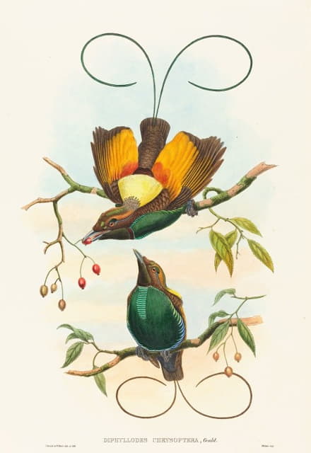 John Gould - Diphyllodes chrysoptera (Magnificent Bird of Paradise)