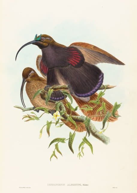 Drepanornis albertisi（黑嘴镰嘴天堂鸟）
