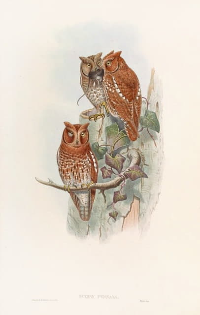 John Gould - Indian Scops Owl