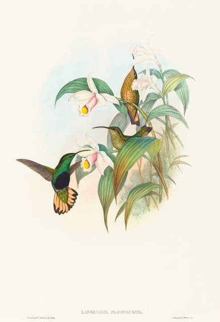 John Gould - Lafresnaya flavicaudata (Buff-tailed Velvet-breast)