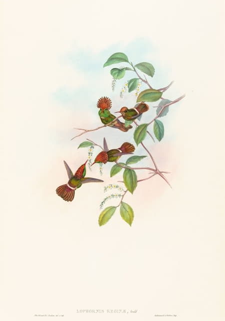 John Gould - Lophornas reginae (Spangled Coquette)