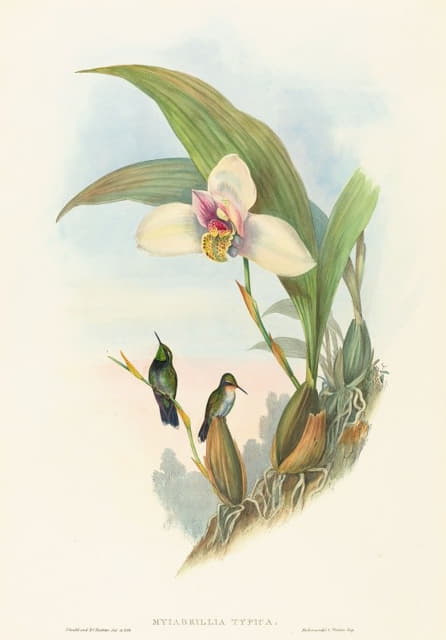 Myiabeillia typica（阿贝尔蜂鸟）