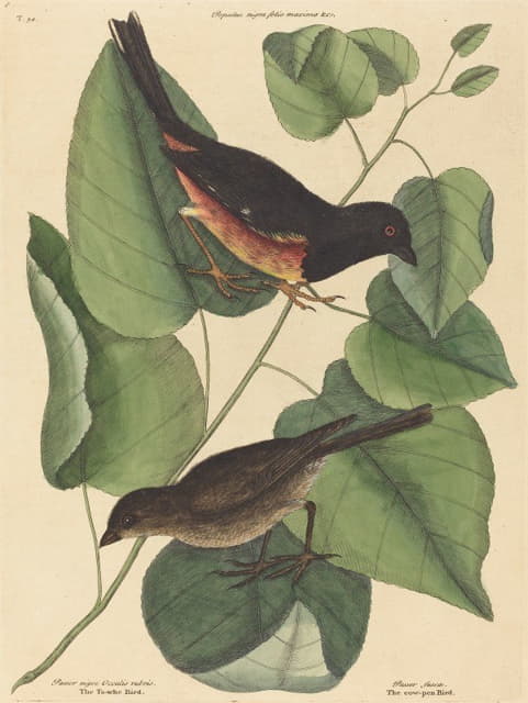 Mark Catesby - The Towhe Bird (Fringilla erythrophthalma)