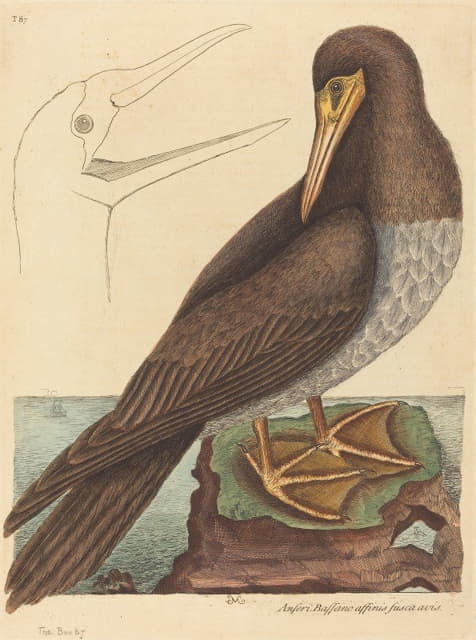 鲣鸟（Pelecanus Sula）