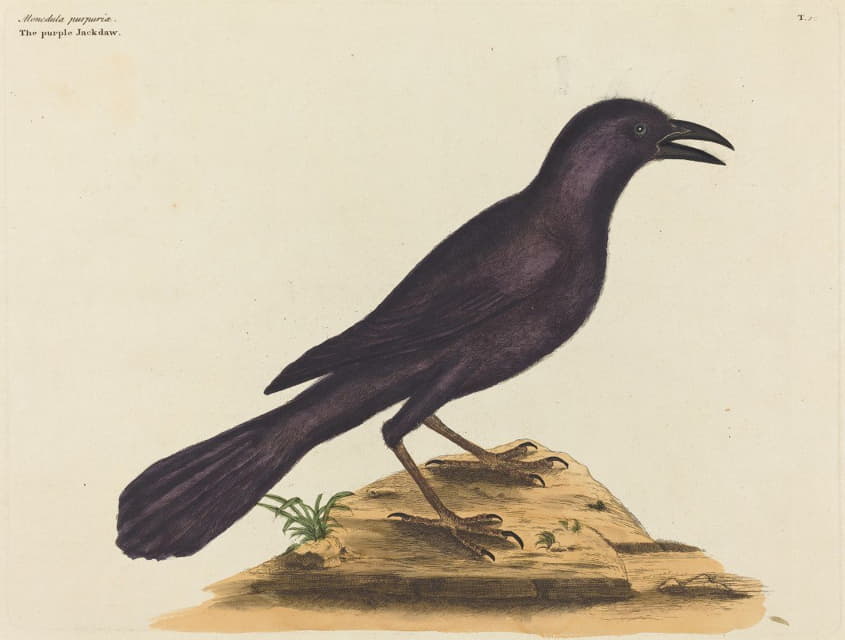 Mark Catesby - The Purple Jack Daw (Gracula Quiscula)