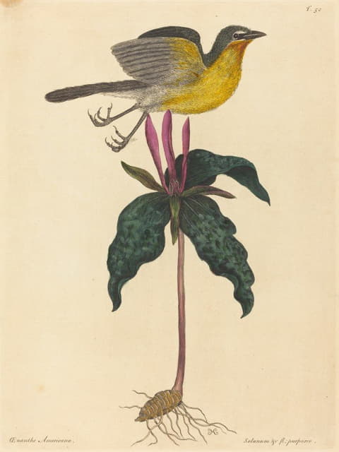 黄胸燕鸥