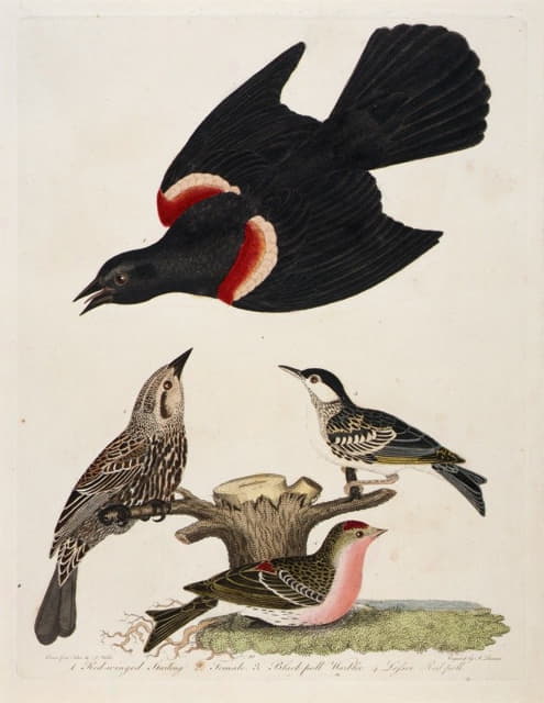 Alexander Lawson - 1. Red-winged Starling. 2. Female. 3. Black-poll Warbler. 4. Lesser Red-poll