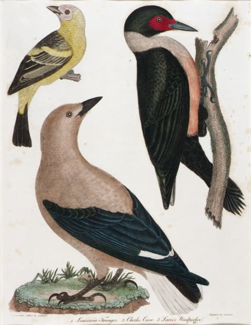路易斯安那州的塔纳格，克拉克的乌鸦，刘易斯的啄木鸟