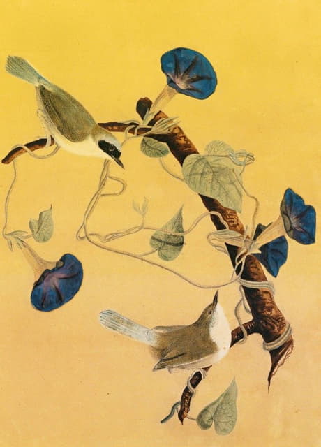 John James Audubon - Maryland Yellowthroats