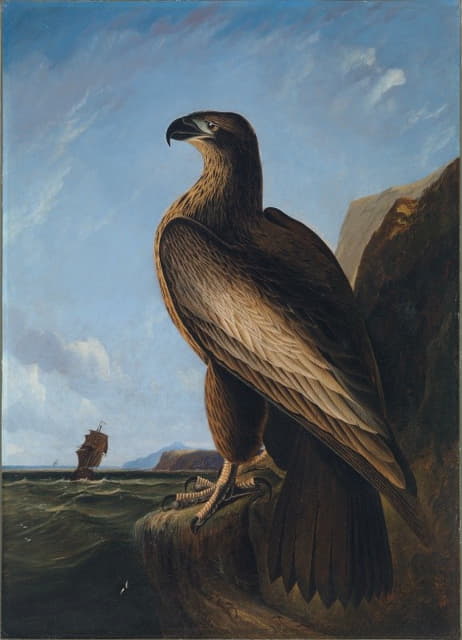 华盛顿海鹰