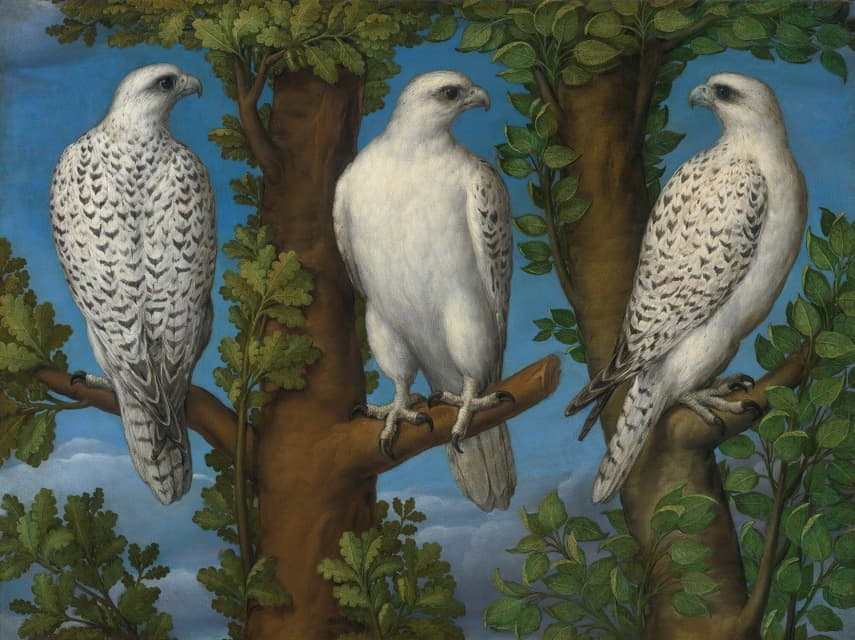 Lombard Master - Portrait Of A Gyrfalcon, Viewed From Three Sides