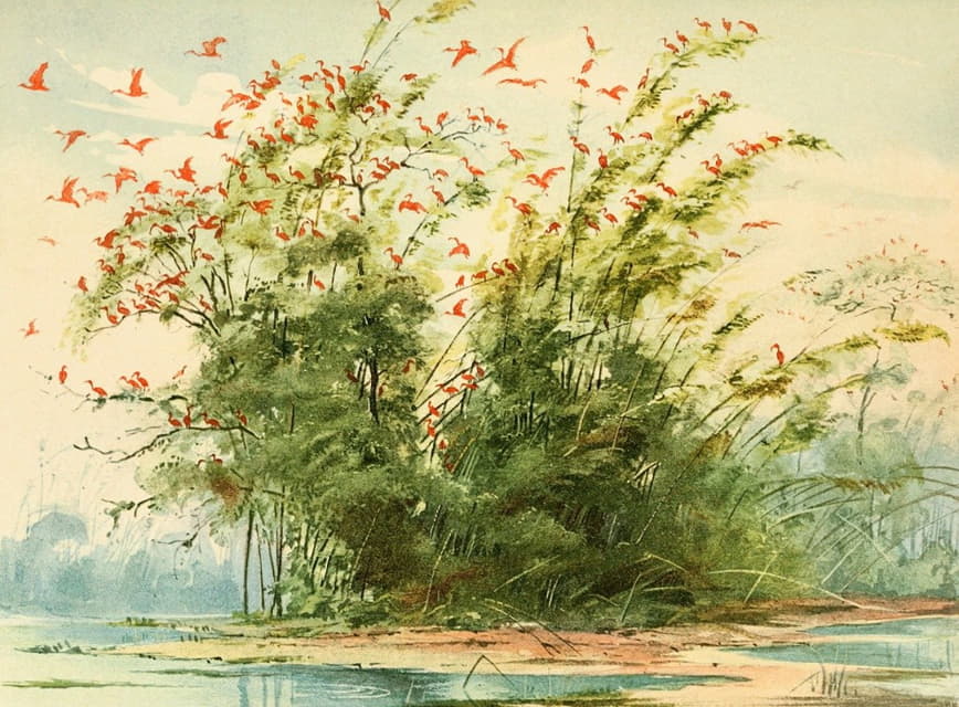 马拉霍岛阿尔泰海岸瓜拉斯雀巢（朱鹭）的场景