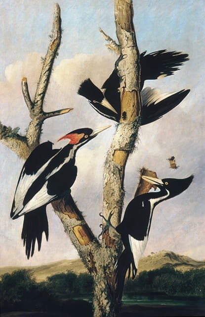 Joseph Bartholomew Kidd - Ivory-billed Woodpeckers