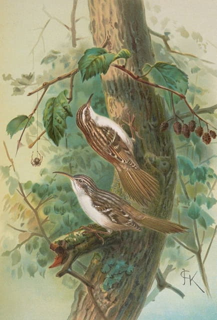Johann Friedrich Naumann - Certhia familiaris, Certhia familiaris brachydactyla