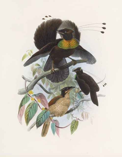 Daniel Giraud Elliot - Parotia sexpennis