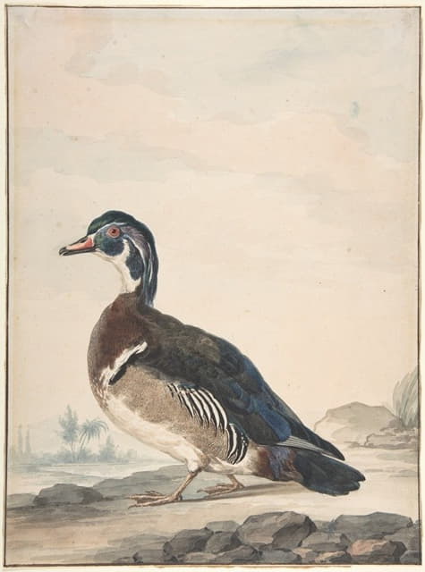 Aert Schouman - A Duck