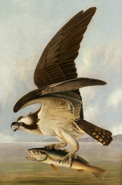 John James Audubon - Osprey and Weakfish