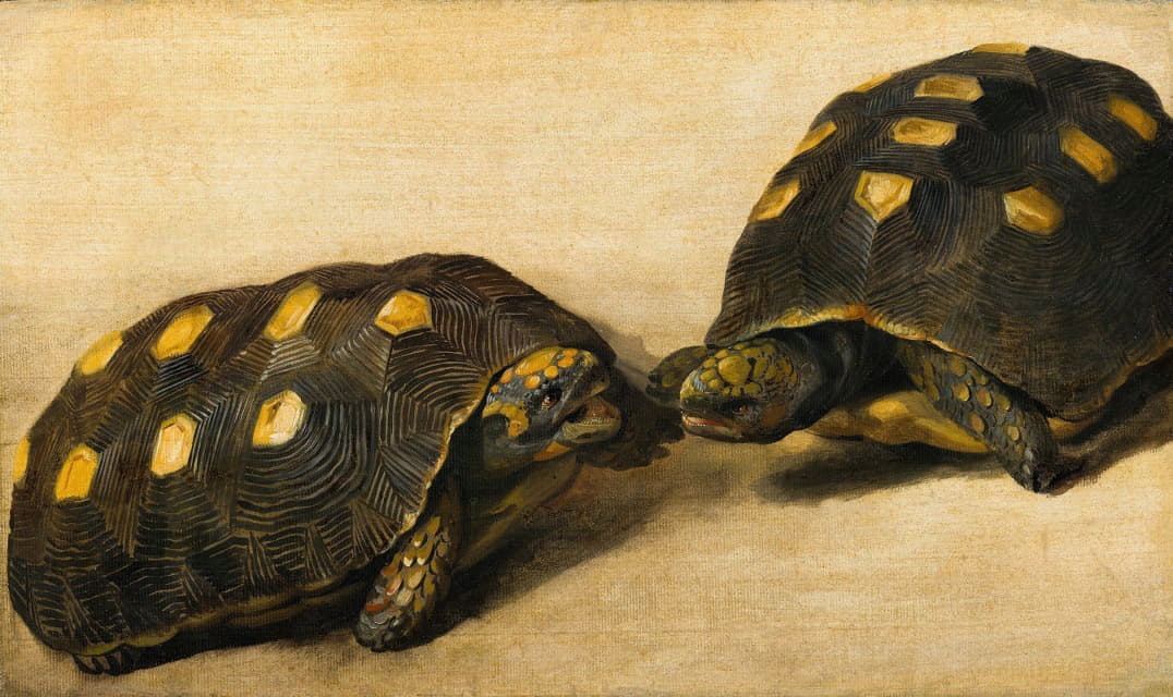 两只巴西乌龟的习作