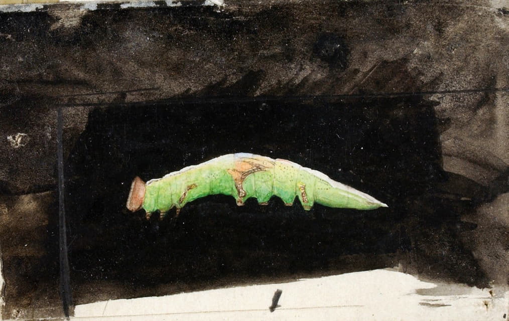 Emma Beach Thayer - Larger Spotted Beach Leaf Edge Caterpillar,  study for book Concealing Coloration in the Animal Kingdom