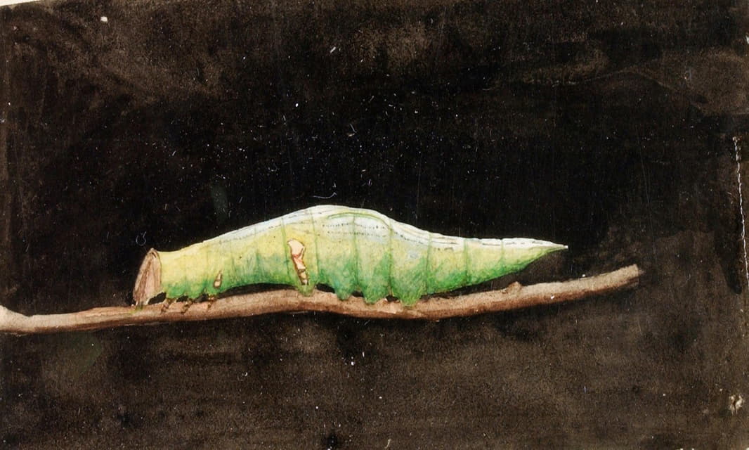 Emma Beach Thayer - Larger Spotted Beach Leaf Edge Caterpillar, study for book Concealing Coloration in the Animal Kingdom