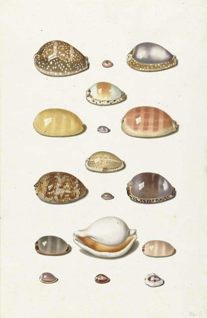 Johann Gustav Hoch - Cowry Shells