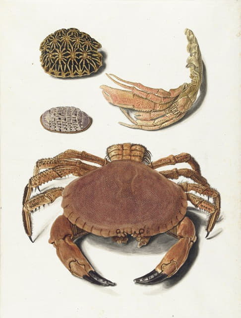 Johann Gustav Hoch - Een krab, een schaar van een krab en twee schilden van schildpadden