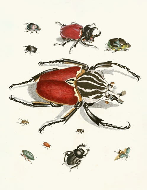 Johann Heinrich Sulzer - Dr. Sulzer’s Short History of Insects, Pl. 01