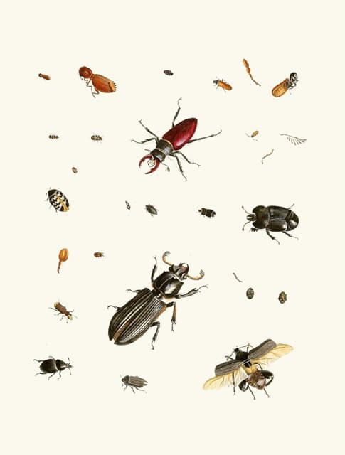 Johann Heinrich Sulzer - Dr. Sulzer’s Short History of Insects, Pl. 02