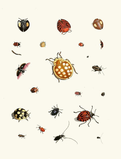 Johann Heinrich Sulzer - Dr. Sulzer’s Short History of Insects, Pl. 03