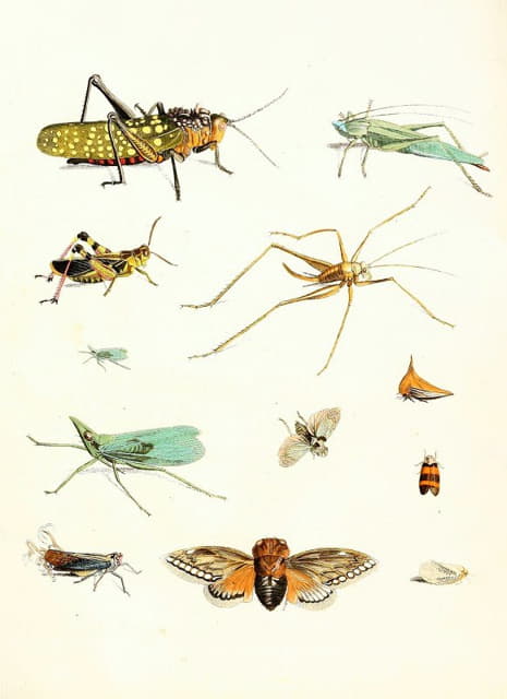 Johann Heinrich Sulzer - Dr. Sulzer’s Short History of Insects, Pl. 09