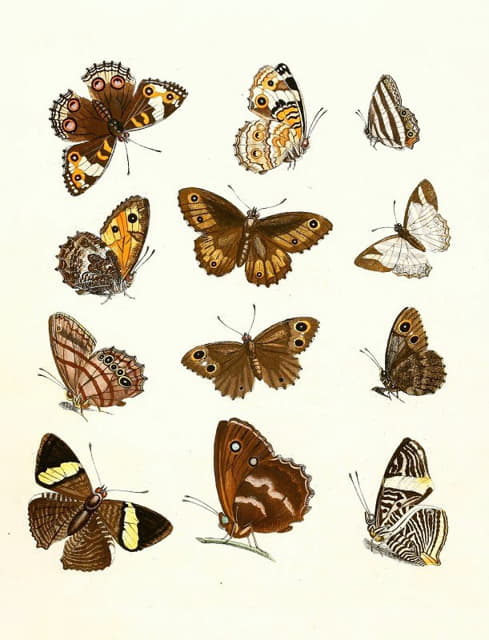 Johann Heinrich Sulzer - Dr. Sulzer’s Short History of Insects, Pl. 16